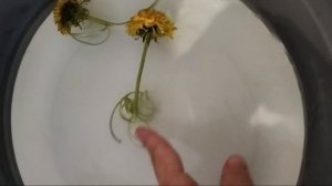 опыты с детьми. Одуванчики