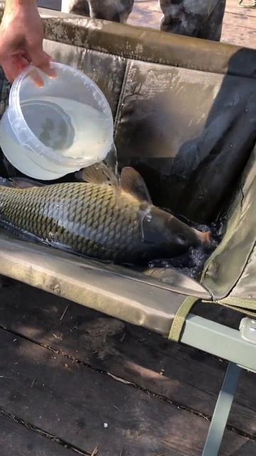 #carpfishing #fishing #бойлы #карповаяловля #карповаярыбалка #ка смотреть онлайн
