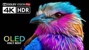 Яркие OLED Colors 4K 120fps HDR Video ULTRA HD 120 FPS - Dolby Vision