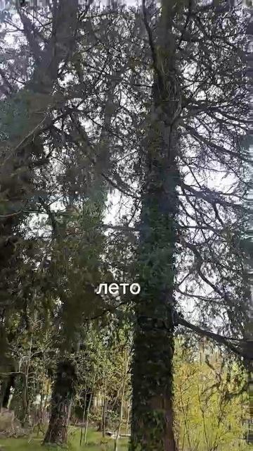 Могучие деревья в Кобулети 🇬🇪 #грузия #грузины #прир? смотреть онлайн