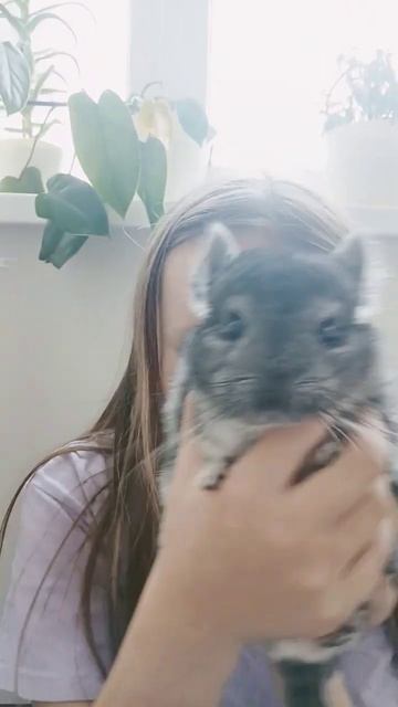 тренд с шушайкой #шиншила #rabbit #животные #pets #bunny #cute #cat #a смотреть онлайн