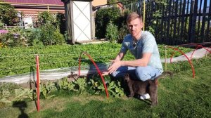 Как вырастить огромный арбуз в средней полосе России.