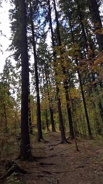 Старенький лесок 2024 г смотреть онлайн