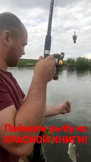 Рыба из красной книги на Москве реке!!! #@Dvoe_na_kryuchke #рыба? смотреть онлайн