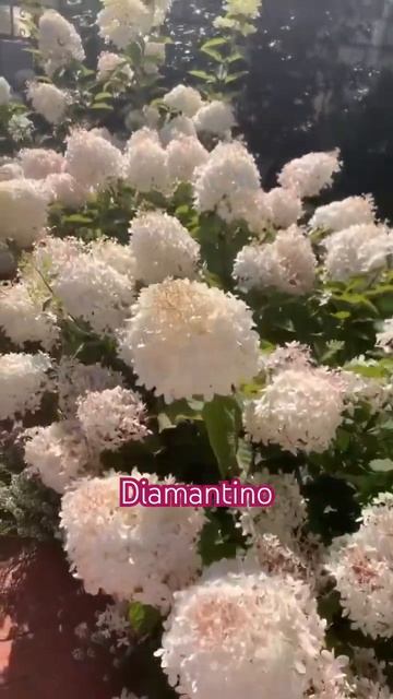 #diamantino #hydrangea #гортензия #garden #гортензія #flowers #park#jardin #ア? смотреть онлайн