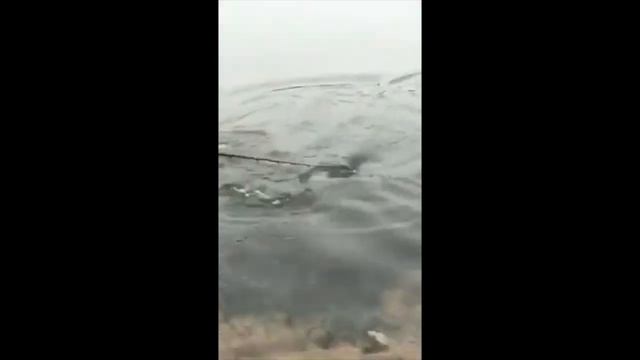 Улов на Щука с Ръчно Изработен Воблер / Pike Catch with a Handmade L