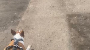 Предигровая прогулка Bublikbul43