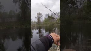 Воблерна обновка o.s.p durga