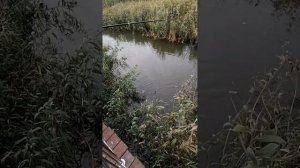 Рыбак поймал сазана в р. Темерник в парке Первая миля. ?