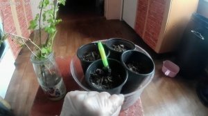 Эксперимент.Спасаем черенки Шефлеры и Йошты.