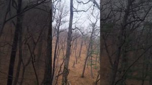 Охота на гималайского медведя. Бой решил забежать на д