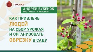 Как привлечь людей на сбор урожая и организовать обрезку в саду | ООО Гранат, ГК Кристалл