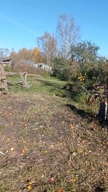 Гуси возмущены что поросята едят их корм смотреть онлайн