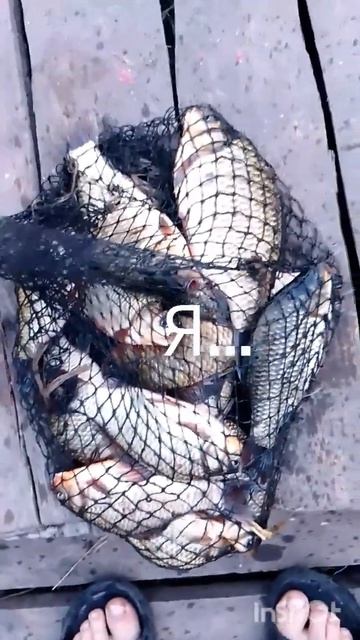 #аврора #рибалка #прикормкааврора #карась смотреть онлайн