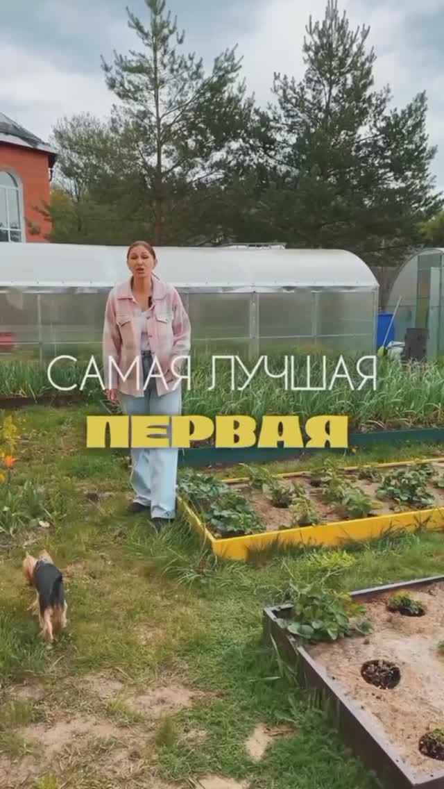 Самая лучшая первая подкормка для сада и огорода весной.