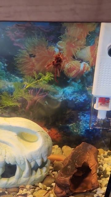 без лишних слов... непосредственно... мотыль! смотреть онлайн