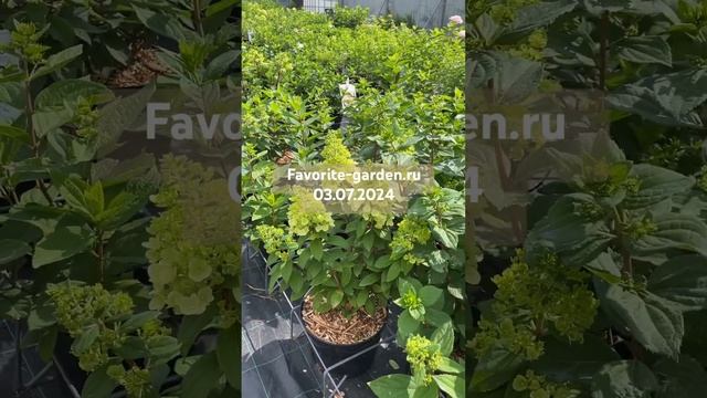 03.07.2024 гортензия метельчатая Magical Kilimanjaro смотреть онлайн