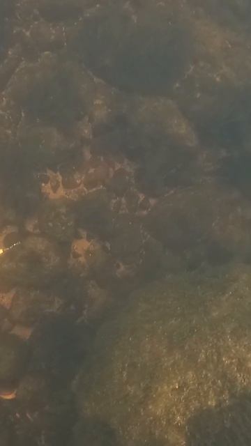 на дне блесна лежат #fishing #carpfishing смотреть онлайн