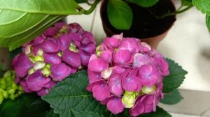 12 мая, поставка горшечных растений 
СИМФОНИЯ ЦВЕТОВ 💐.