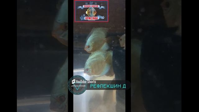 Рефлекшин Д Кристалл РОССИЯ
