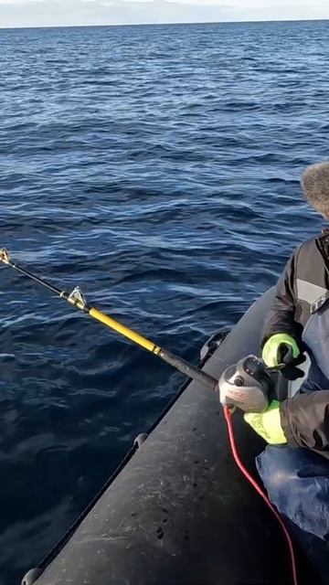 Морская рыба активна смотреть онлайн