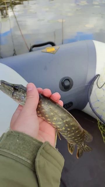 Щука монстр.... #fishing #рыбалка смотреть онлайн