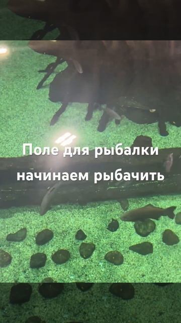 Поле для рыбалки начинаем рыбачить 🎣 #аквариум #океан смотреть онлайн