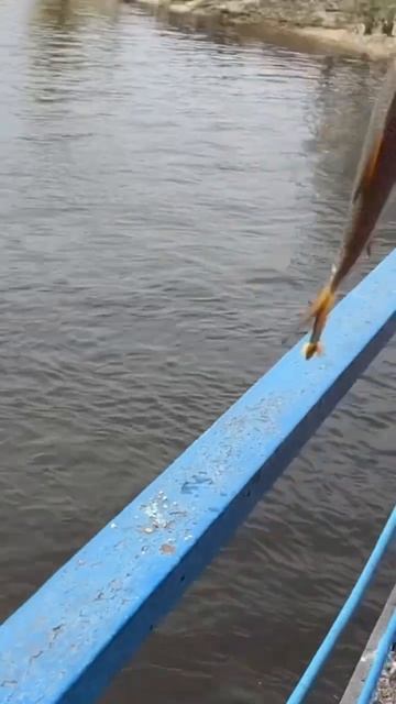 Потягали сегодня немного батонов 🥖#рыбалка #днепр #пл смотреть онлайн