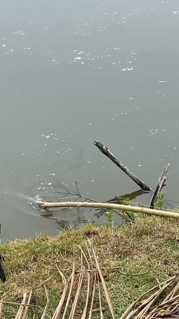 БОЛЬШАЯ РЫБА БОЛЬШАЯ УДОЧКА. 24 ЧАСА ВЫЖИВАНИЕ НА ОСТРО смотреть онлайн