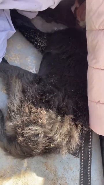 Рыбаки устали  Собачки на рыбалке  Вуокса Исток