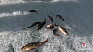 Оз. Изыкчуль. Фестиваль по ловле на мормышку «Мартовск