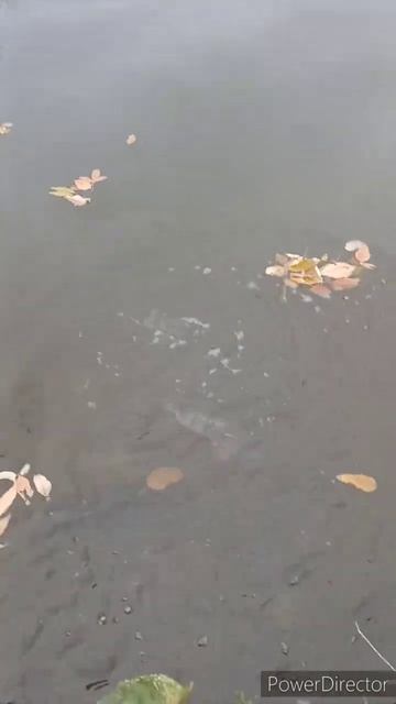 Рыбалка осенью, окунь на спиринг #рекомендации #рыбалк смотреть онлайн