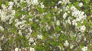 Релакс | Цветение вишни