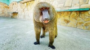 Кайфанул, ОЗВЕРЕЛ, разомлел- три разных Рокки в одном!Этот анубис с харрактером, хоть с виду и мишка