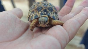 Животный мир на Мадагаскар и в Маврикий. Лемуры Мадага