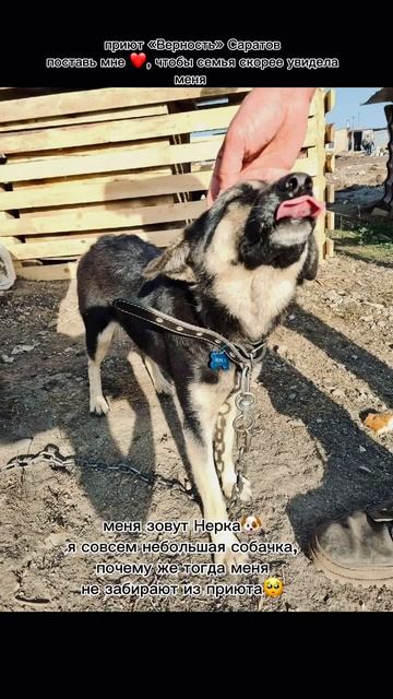 Нерка ищет дом #верностьсаратов #собака #саратовскаяо?