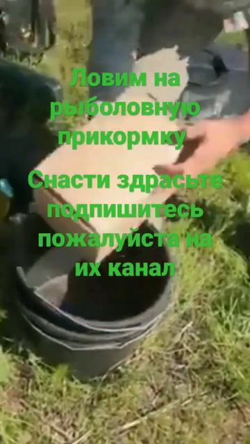 Ловим на рыболовную прикормку снасти здрасьте подпис? смотреть онлайн