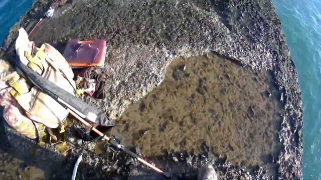 Сарган на пилькер в Алуште.