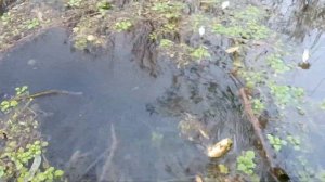 Рыбалка на поплавок в небольшом ручье на маленький кр?