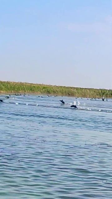 #дикиептицы #рыбалка #fishing смотреть онлайн