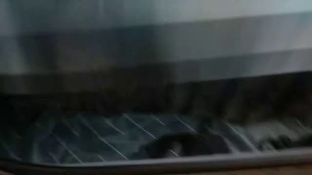 Кот решил поехать на море (прикол) 😂😂😂😂 смотреть онлайн