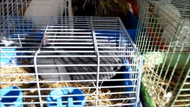 Выставка БООК и ЛПХа на БЕЛАГРО 2017. смотреть онлайн