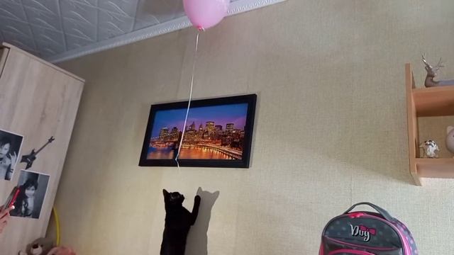 Кошка тоже хочет шарик! смотреть онлайн