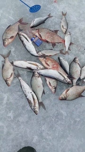 shorts Рыбалка на МОРМЫШКУ на ФИНСКОМ ЗАЛИВЕ!Отличная по