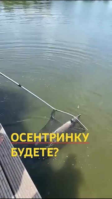 Big Fich / Trophäe Fisch / Трофей осётр смотреть онлайн