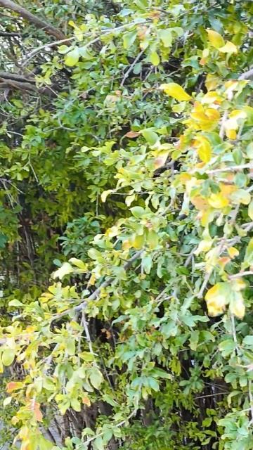 Море. Экзотика. Грант с его плодами у дома. смотреть онлайн