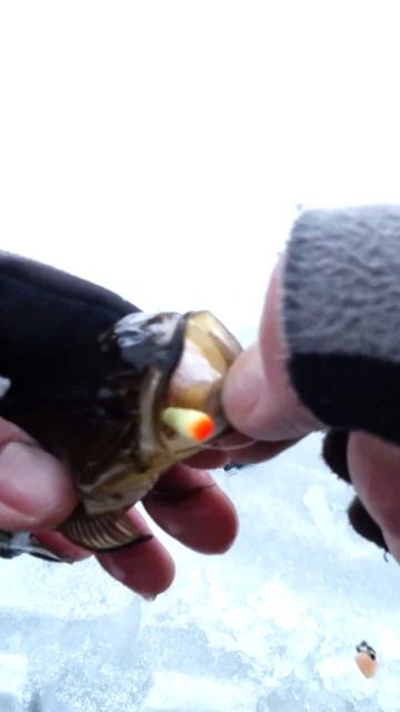 #shorts #рыбалка #fishing #рыба #fish #природа #nature #отдых #путеше? смотреть онлайн