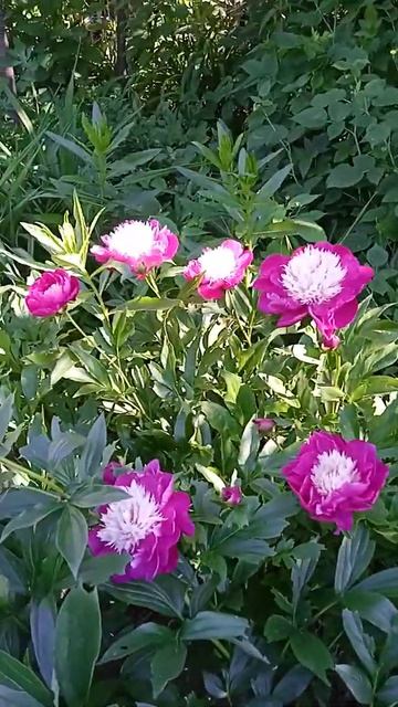 сады ИМПЕРАТОРА, часть 16 #садиогород #пионы #букеты #г смотреть онлайн