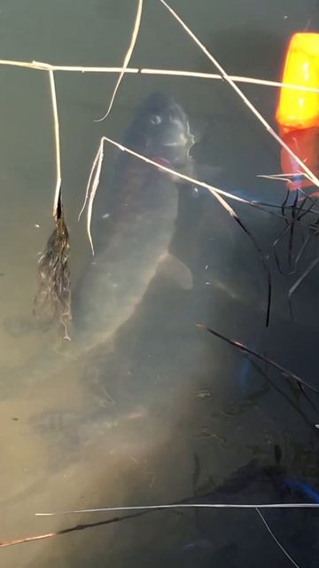 Рыбалка Муром- Вербовские пруды 7 Апреля 2023…#shorts смотреть онлайн