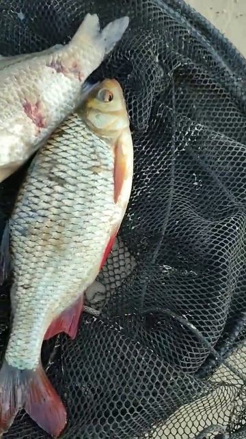 Клюнул ЯЗЬ на фидер на острове Любви в Карнауховке #fishi смотреть онлайн